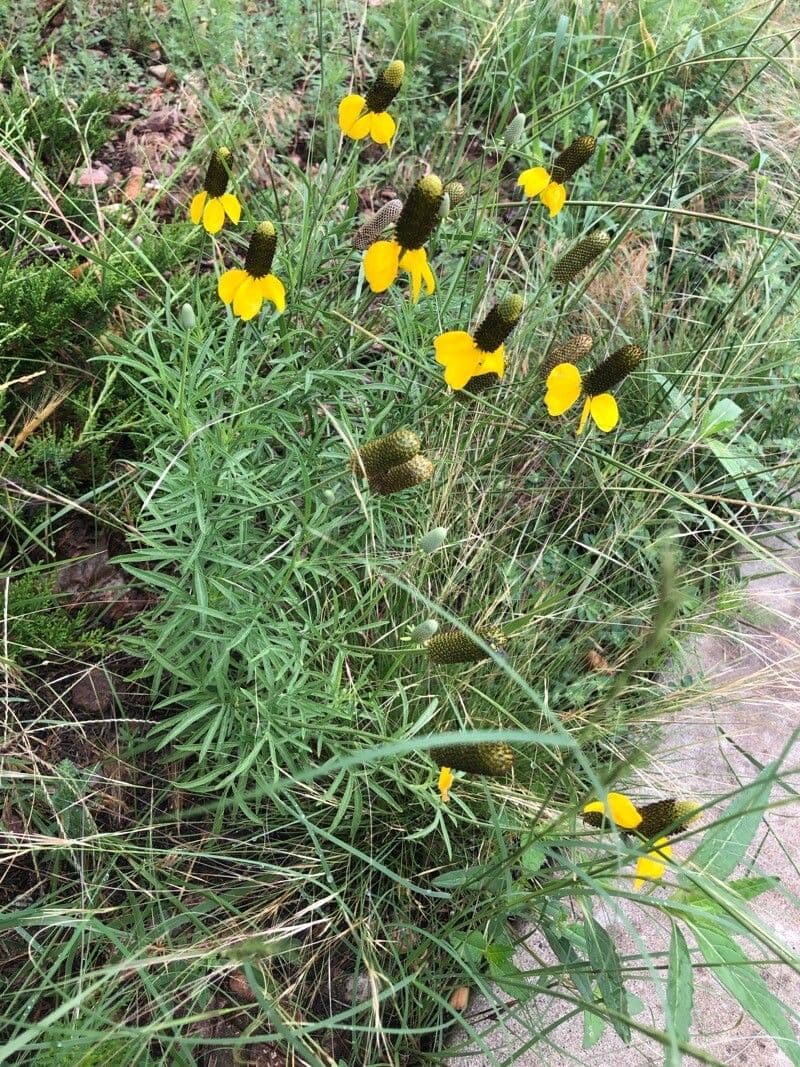 Ratibida columnifera 14