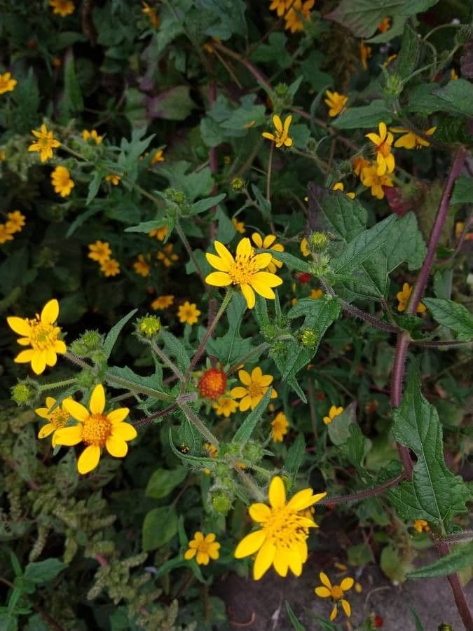Sclerocarpus divaricatus 2