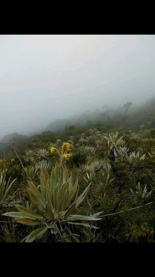 Frailejón 7