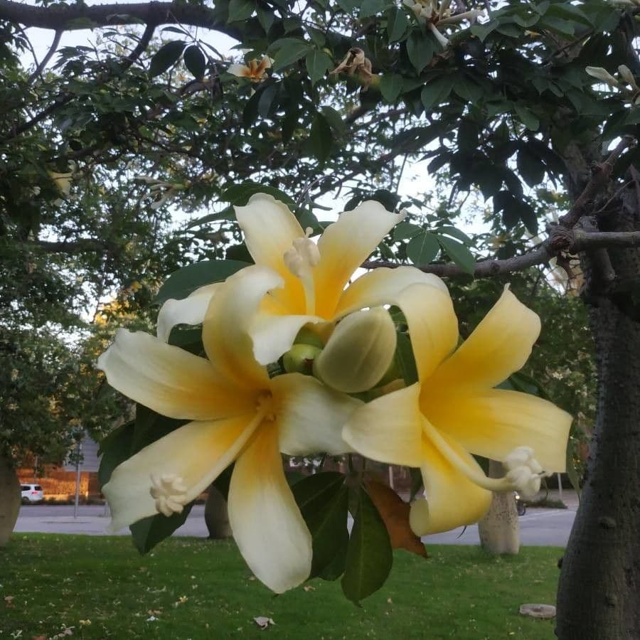 Wollbaum 9