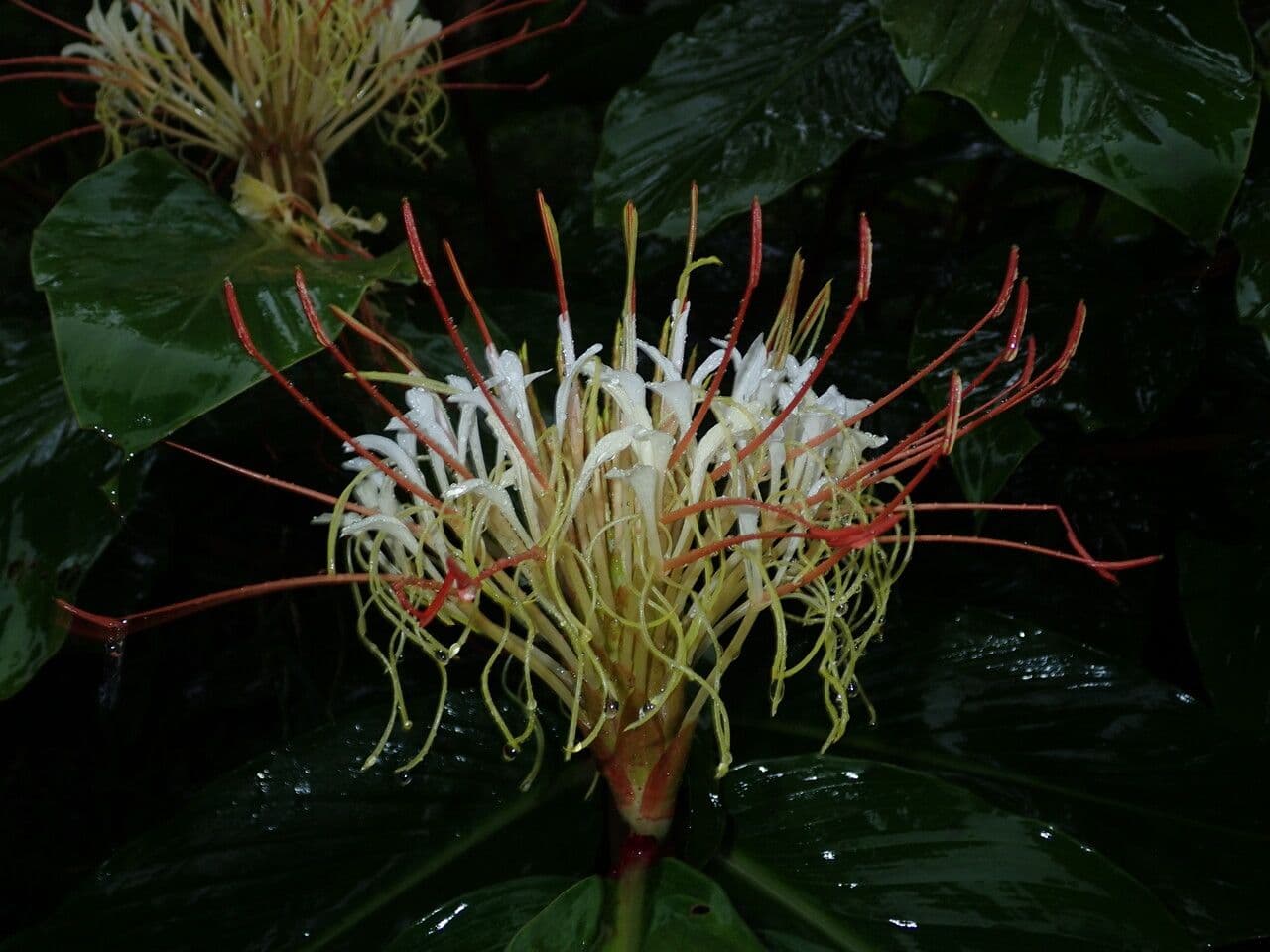 Hedychium 6