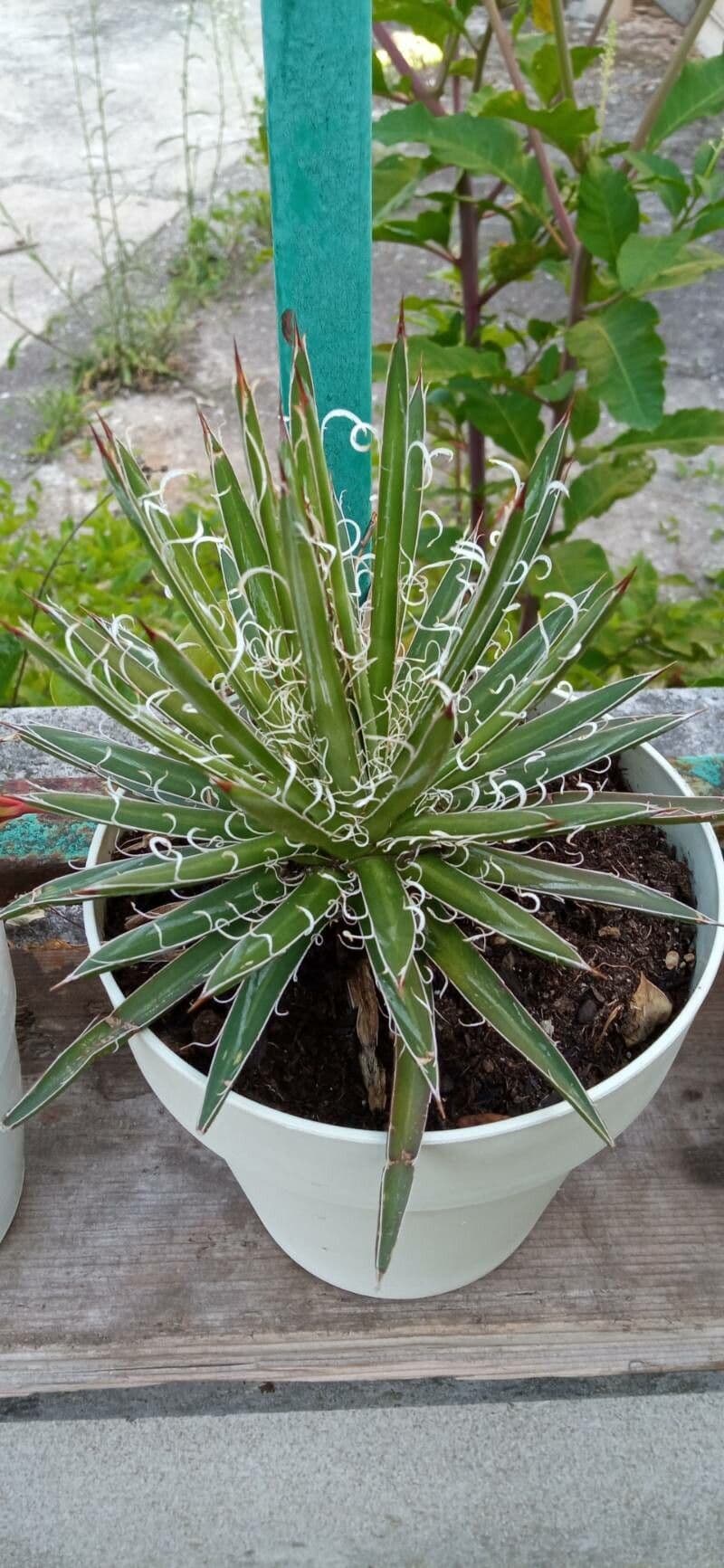 Schilfblättrige Agave 3