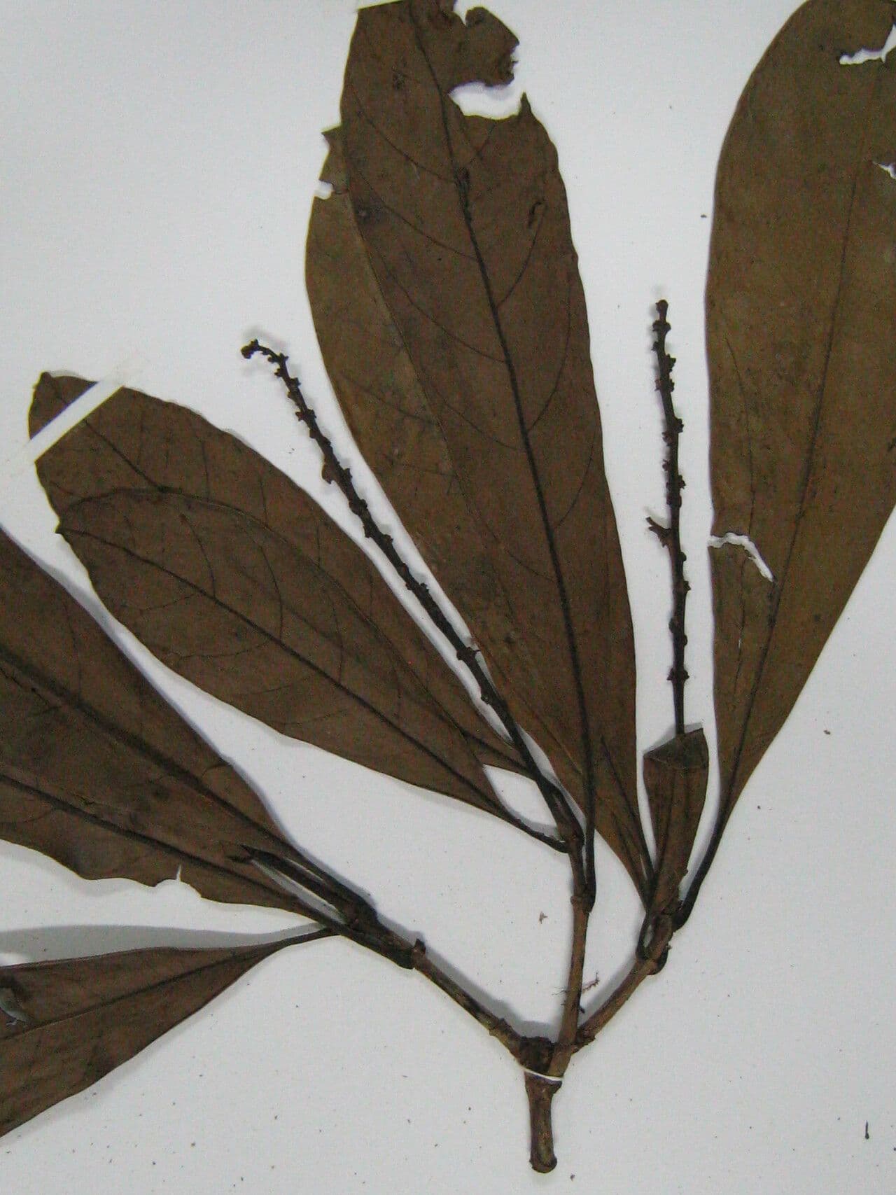 Byrsonima 4