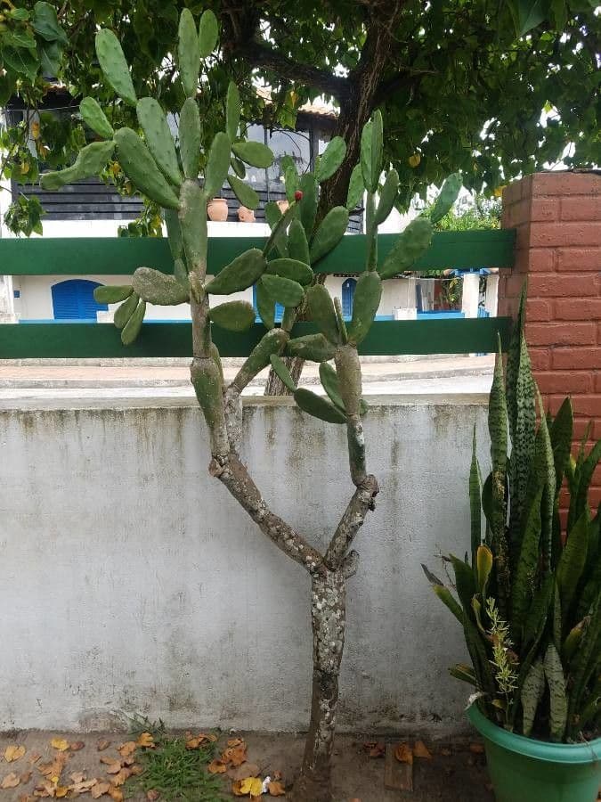 Opuntia a tre spine 11