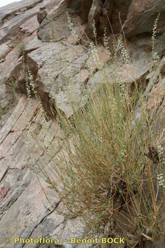 Anarrhinum 5