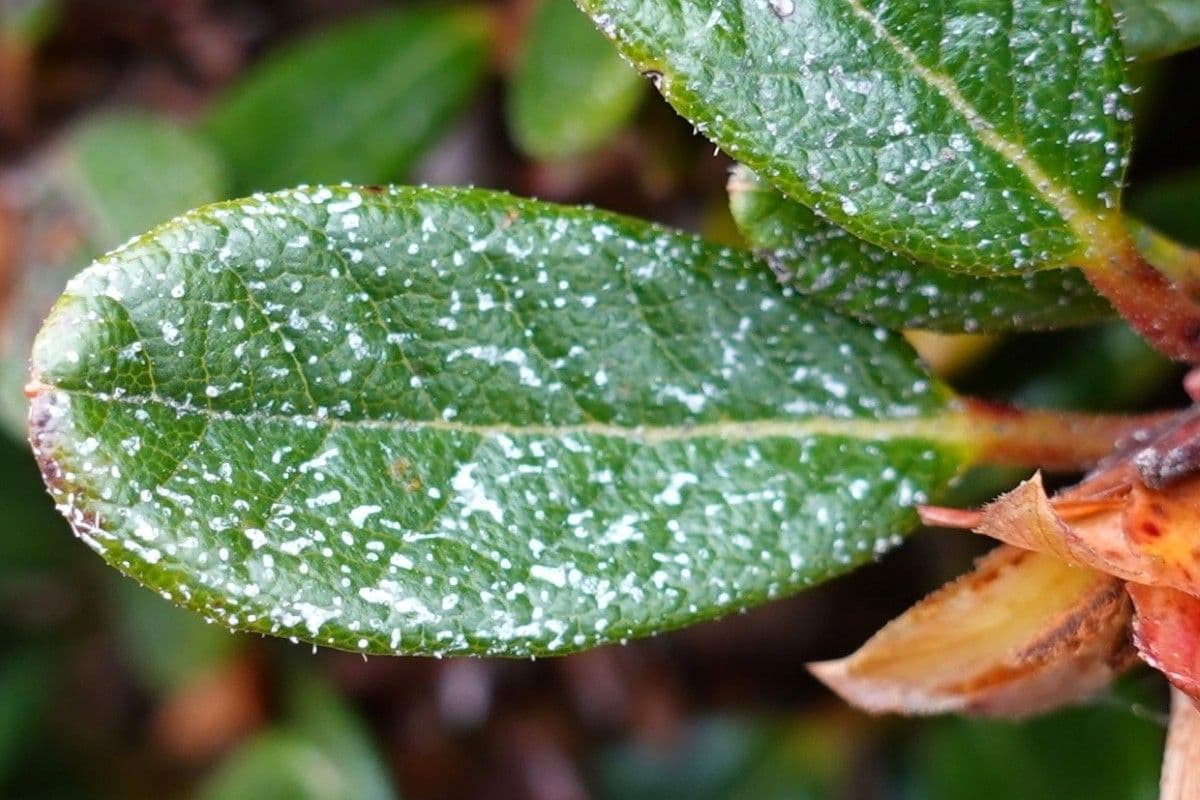 Rododendro 16