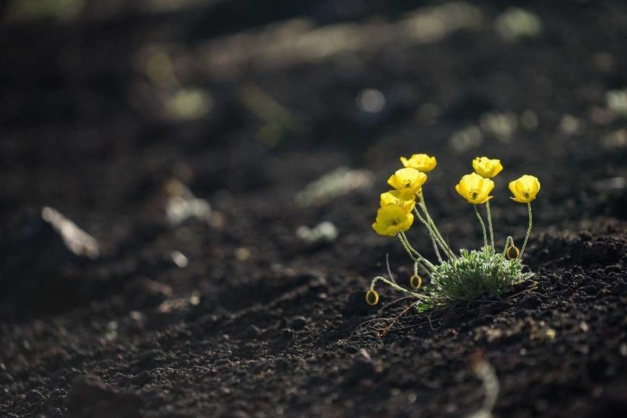 Ranunculus gramineus 15