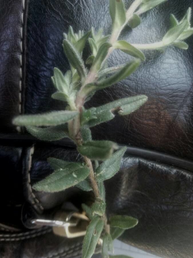 Erba perla arbustiva 20