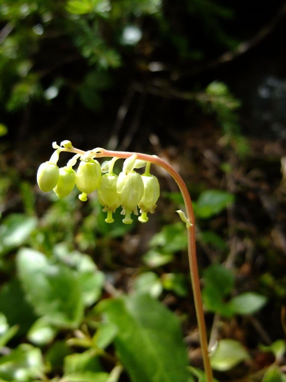 Serrated-wintergreen