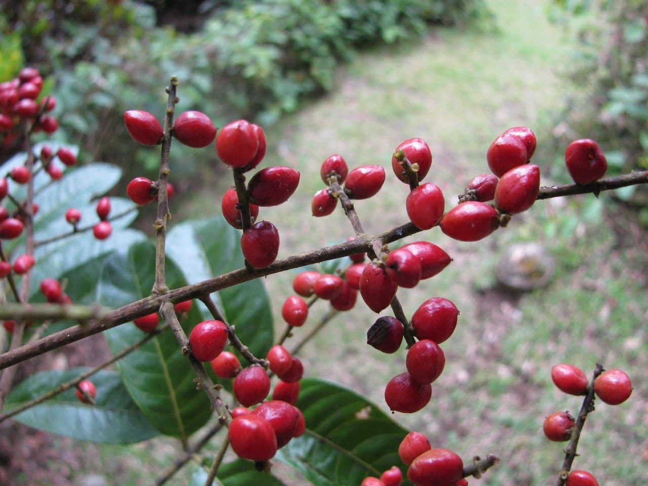 Mosquitoxylum 3