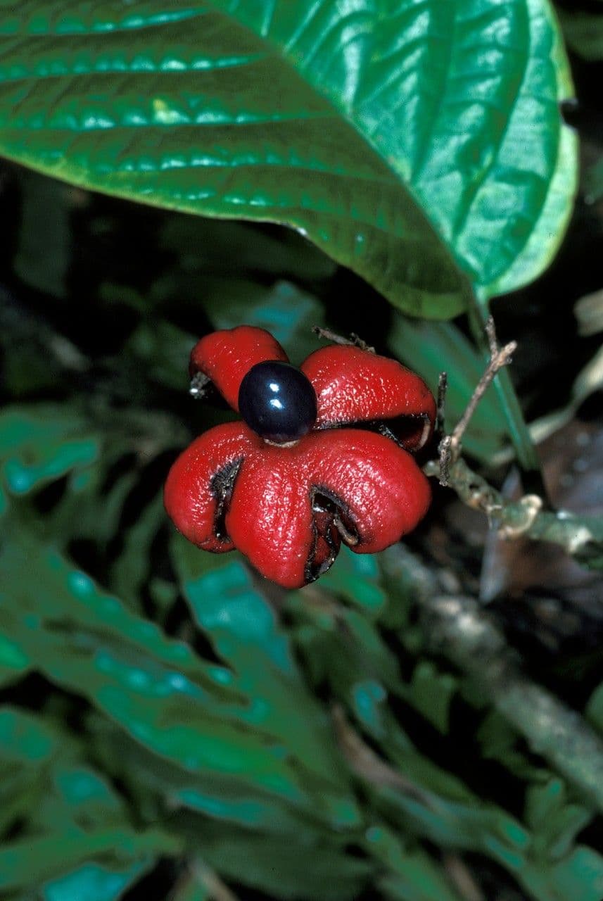 Clerodendrum