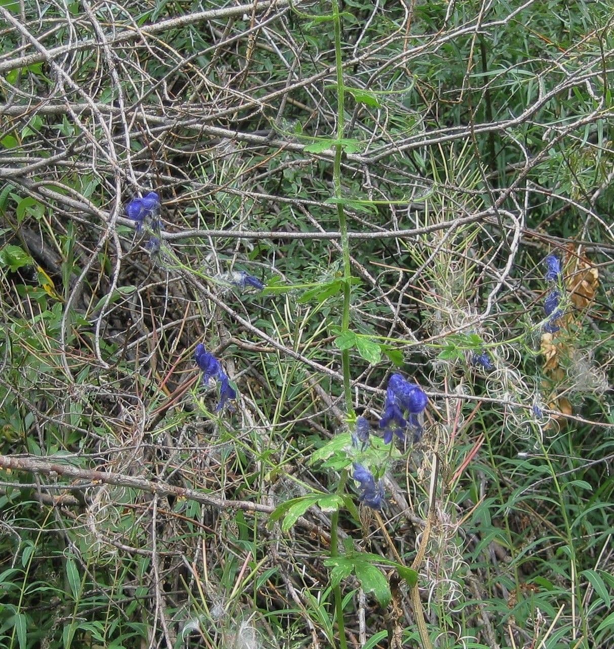 Aconito colombiano 8