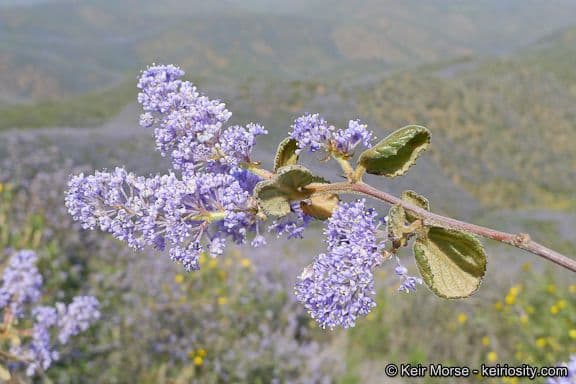 Behaarter Ceanothus 6
