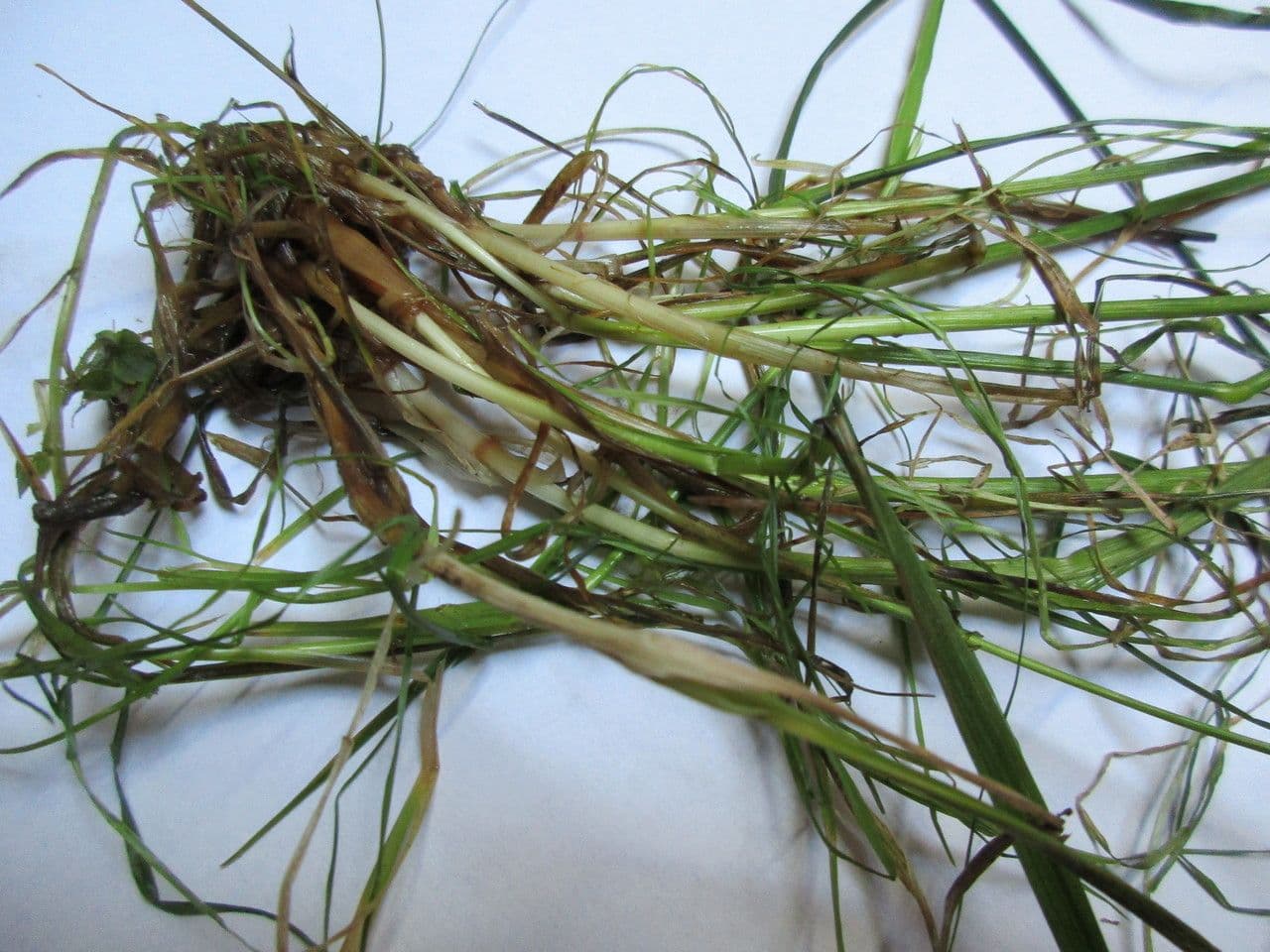 Festuca rossa 21