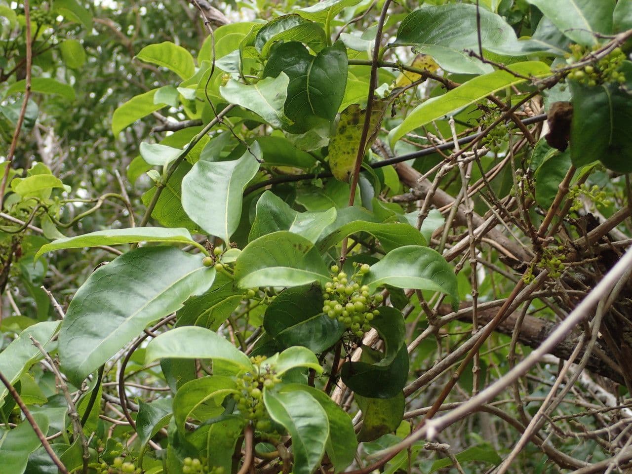 Danais 25