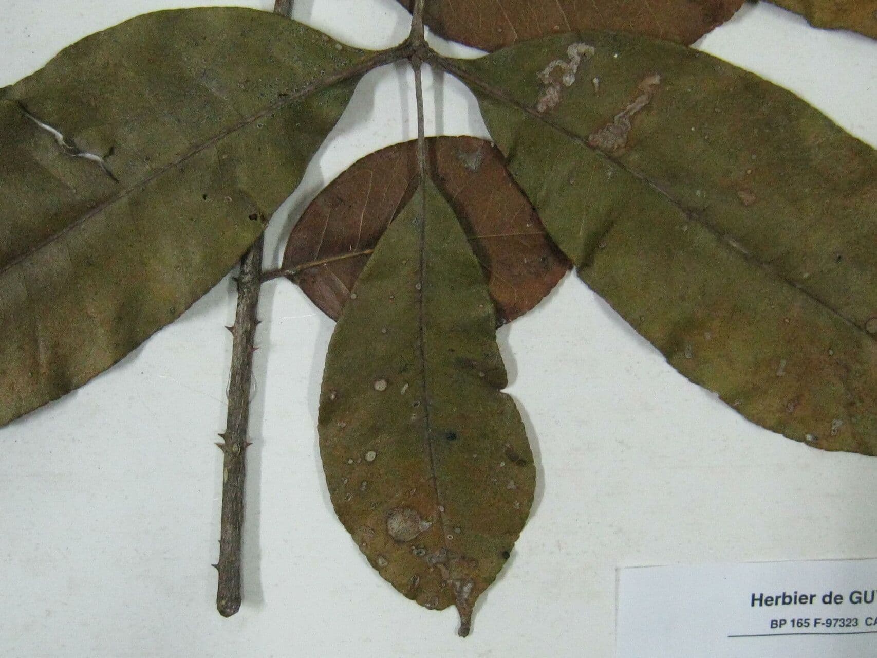 Zanthoxylum 5