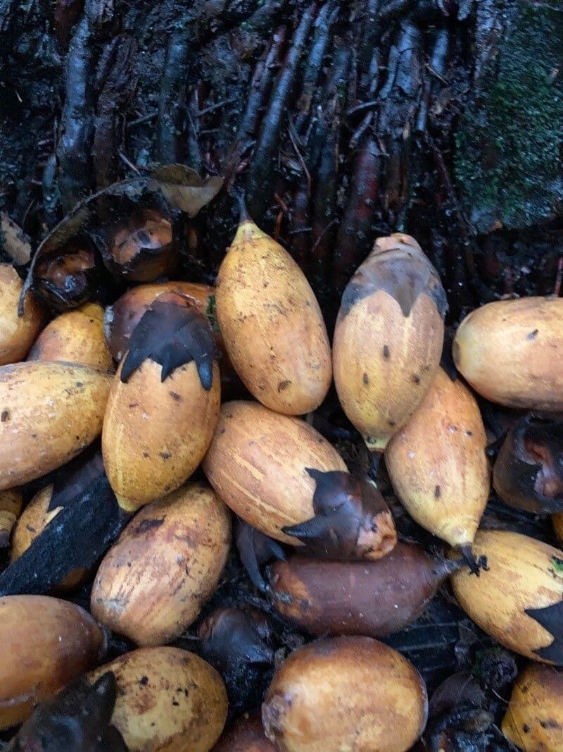 Palma Attalea 2