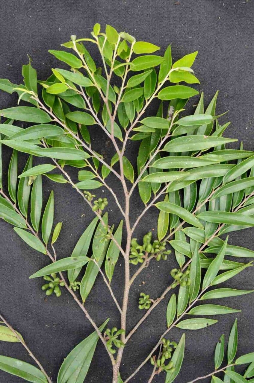 Xylopia brazylijska 5