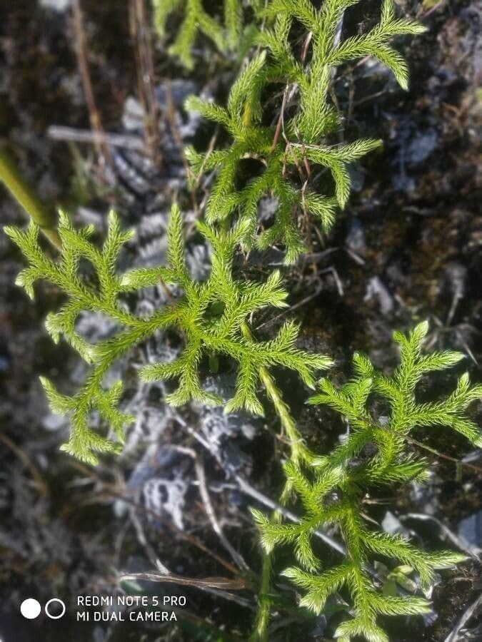 Lycopodiella cernua