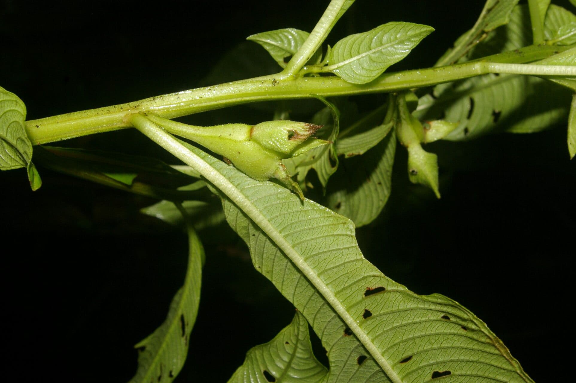Ludwigia 3