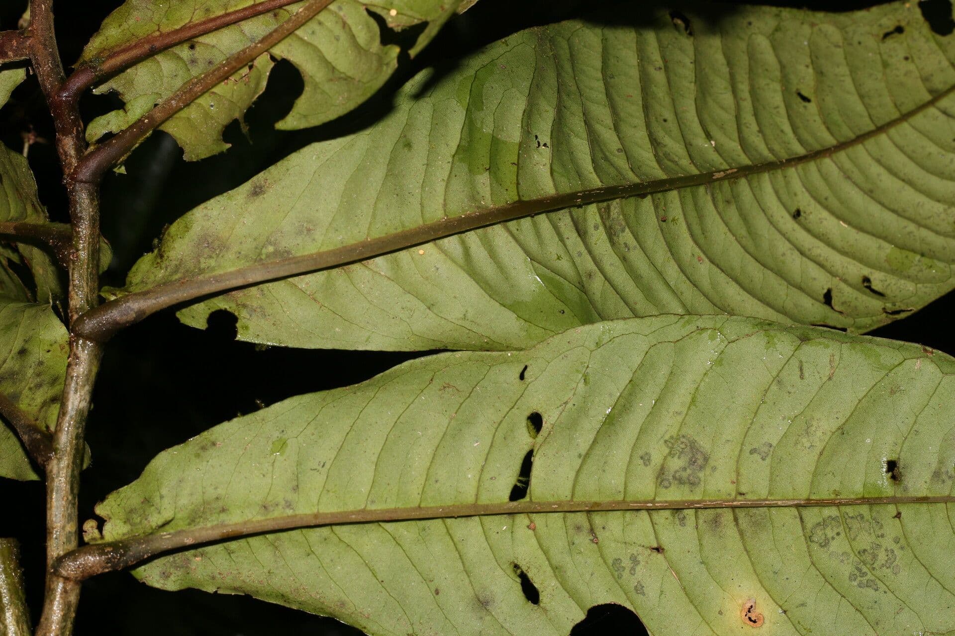 Ardisia 13