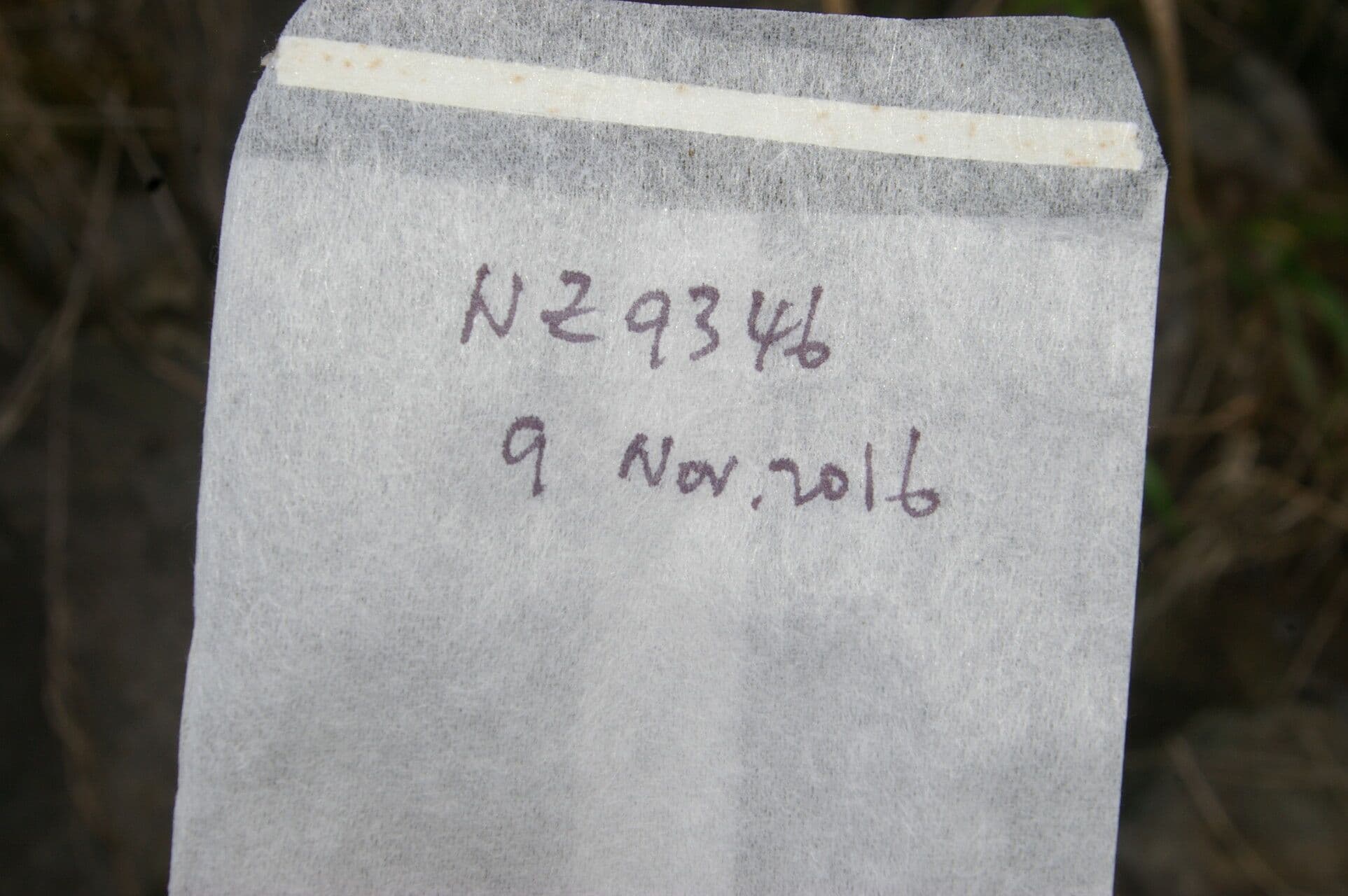 Coccocypselum 22