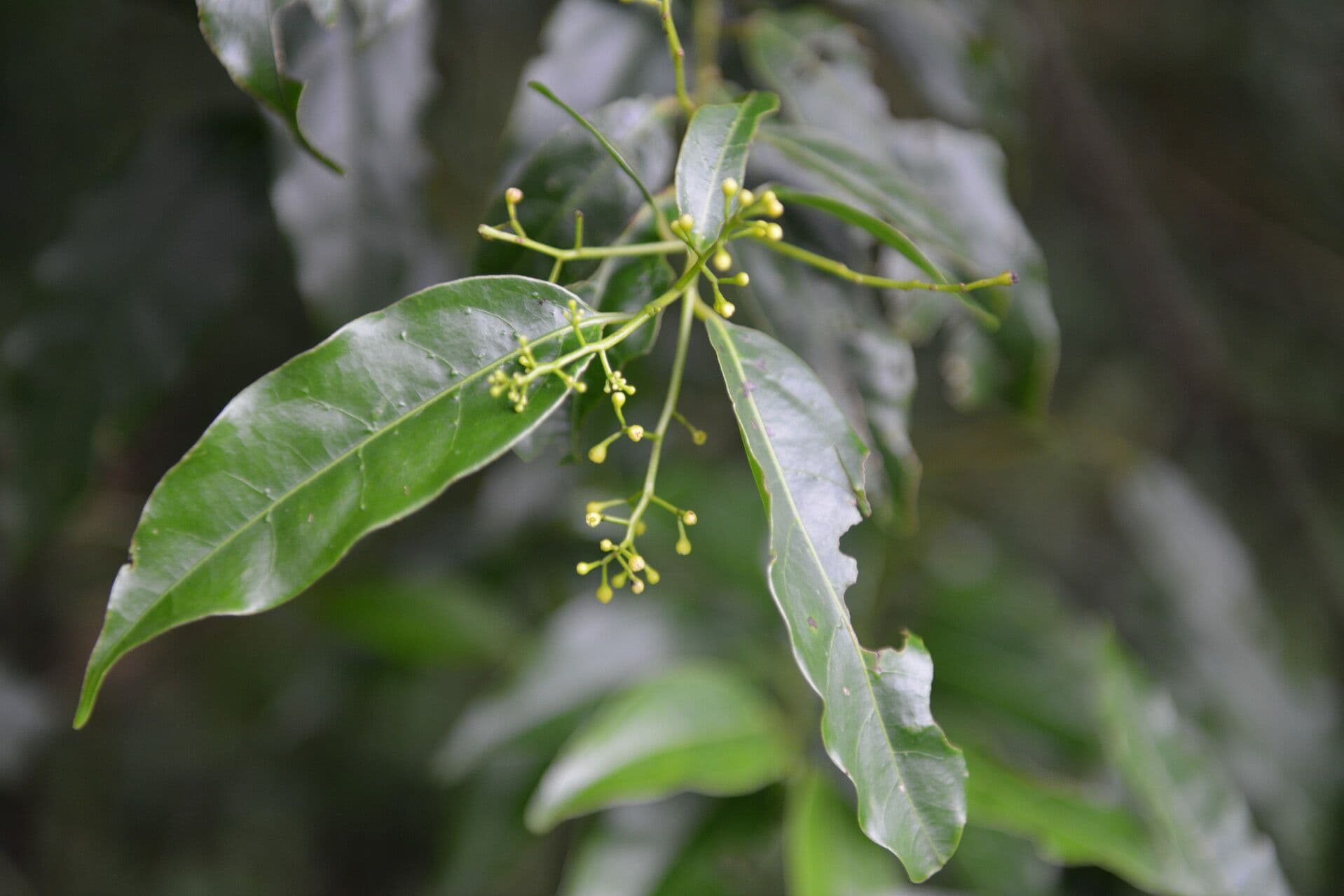 Ocotea tenera 11