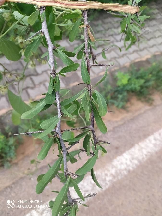 Gymnosporia 2