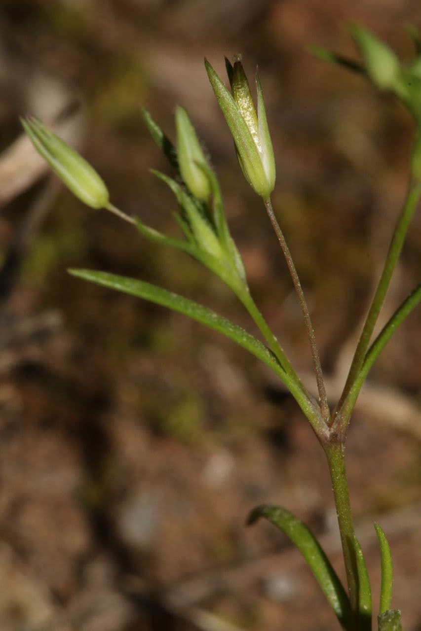 Minuartia ibrida 4