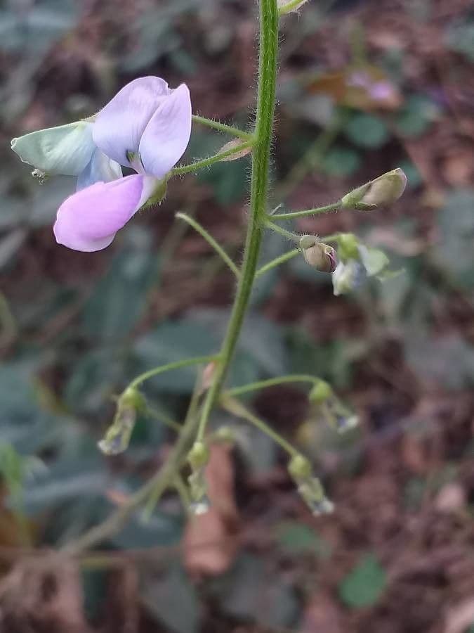Desmodium uncinatum 13