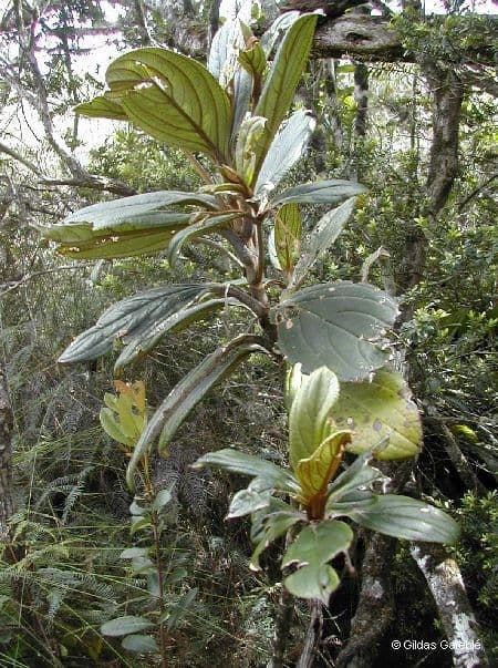 Coronanthera 2