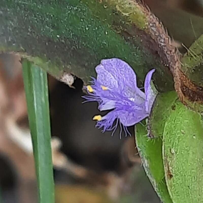 Cyanotis axillaris 2