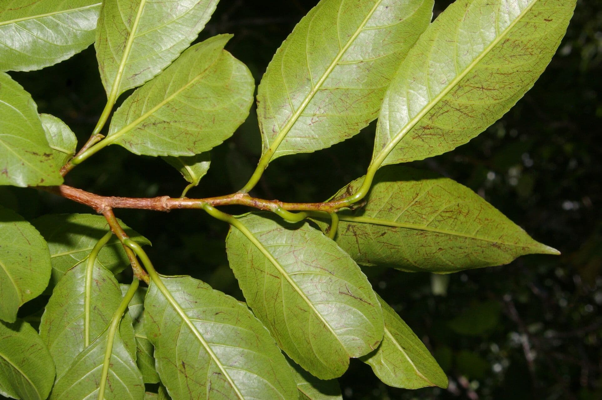 Sebastiania pavoniana 8