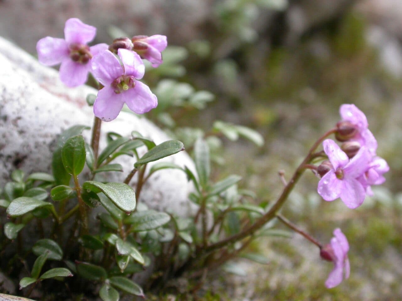 Cardamine 8