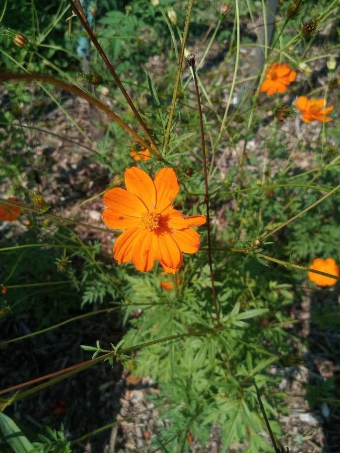 Schwefel-Cosmos 6