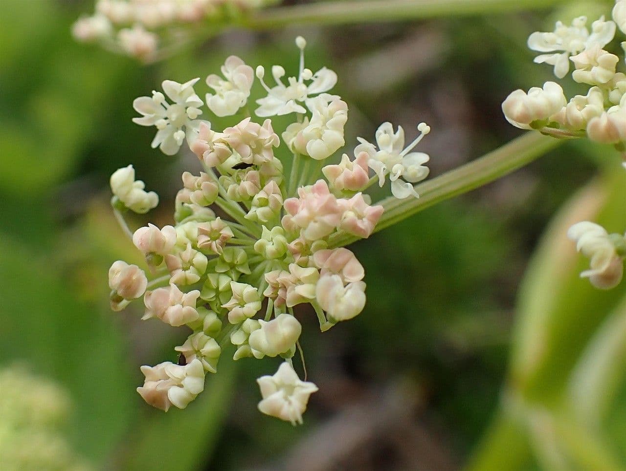 Meduňka lékařská 3