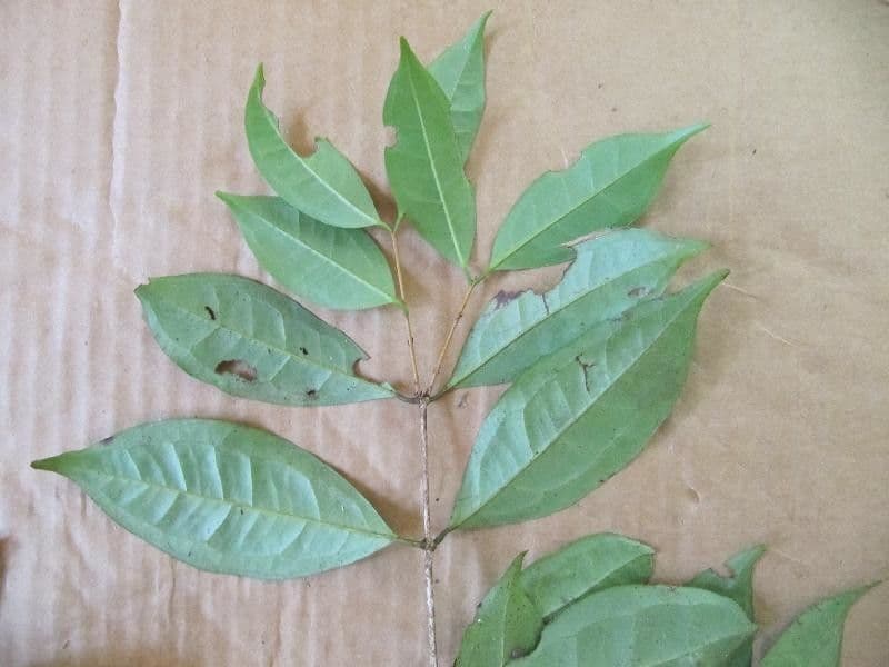 Eugenia