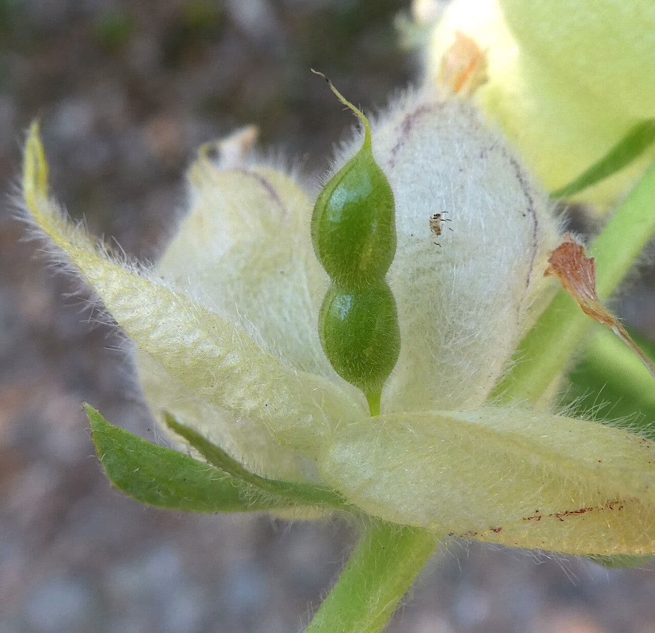 Tripodion tetraphyllum 4