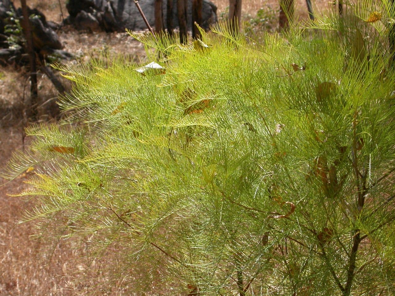 Grevillea 5