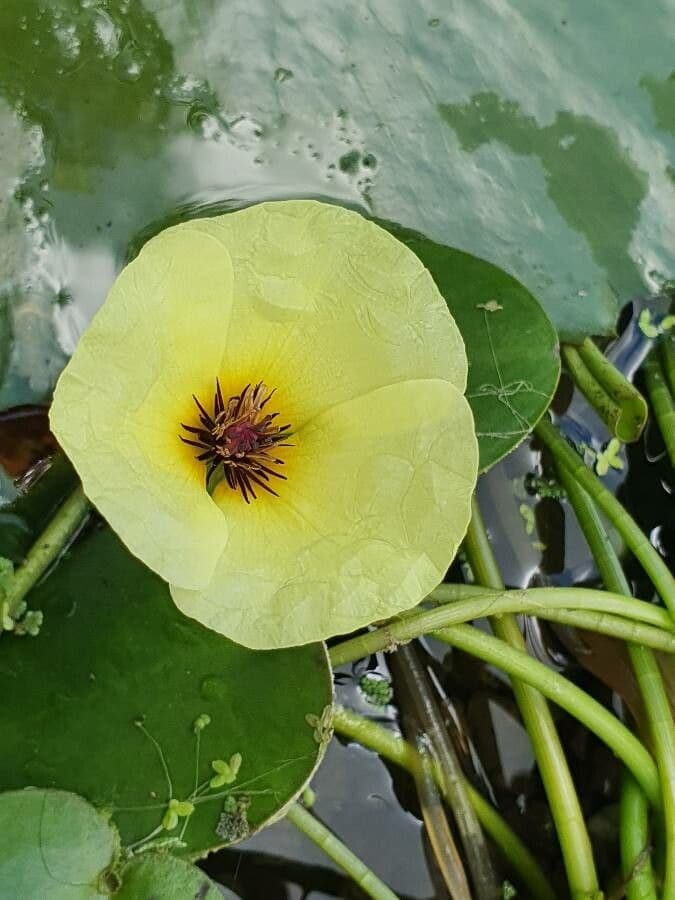 Hydrocleys 4