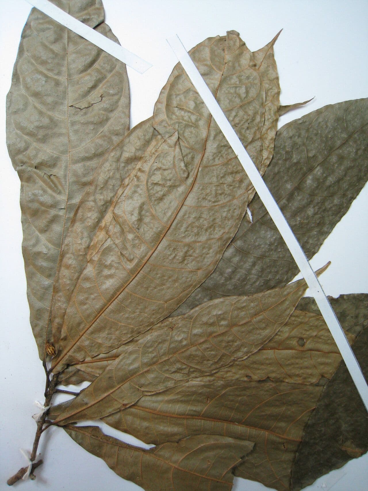 Carpotroche 4