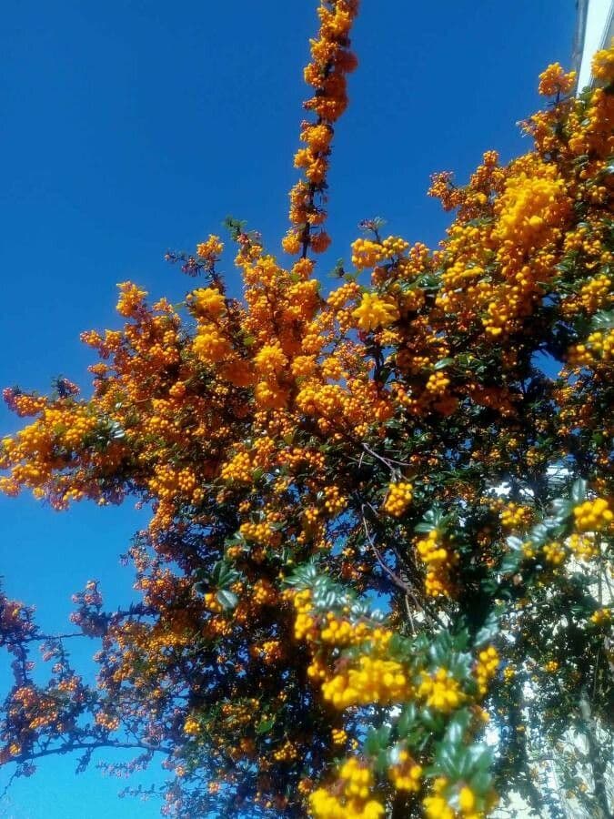 Berberis de Darwin 25
