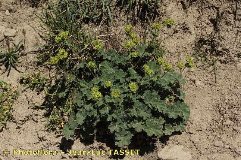 Alchemilla