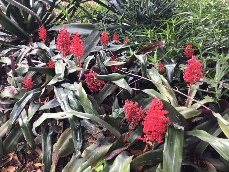Aechmea