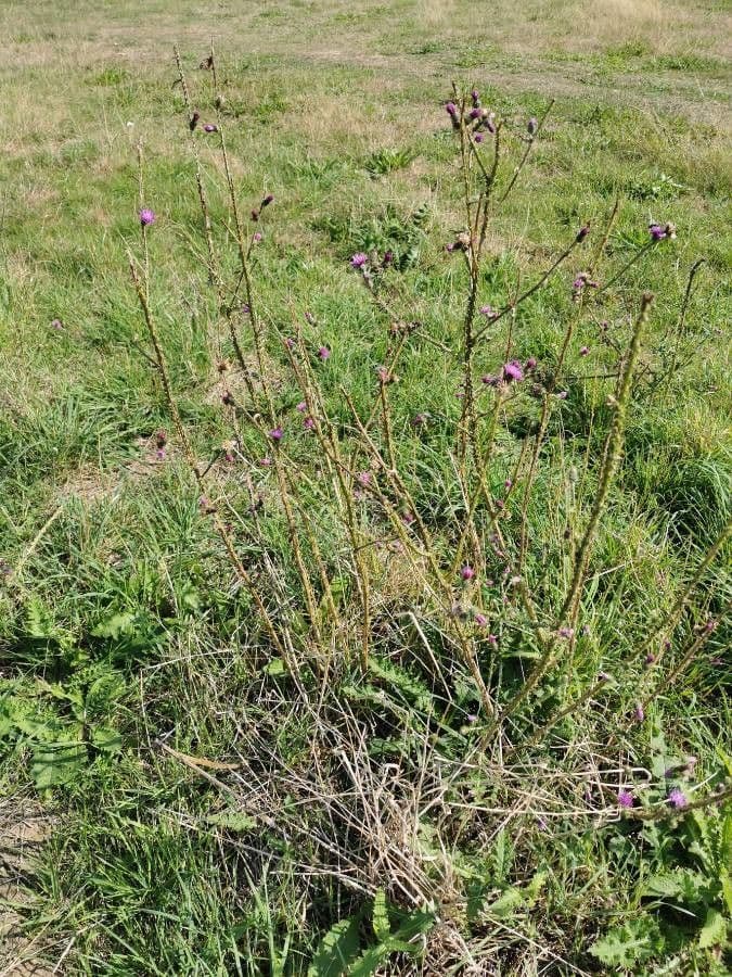Weg-Distel 12