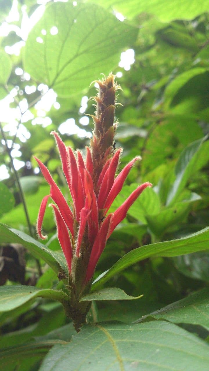 Aphelandra scabra 8