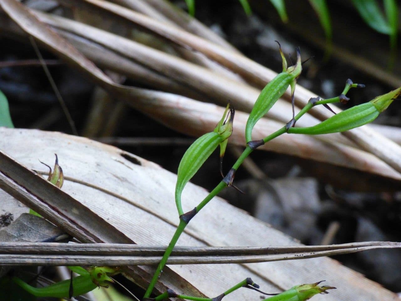 Angraecum 2