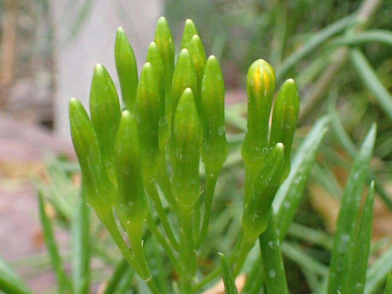 Senecio