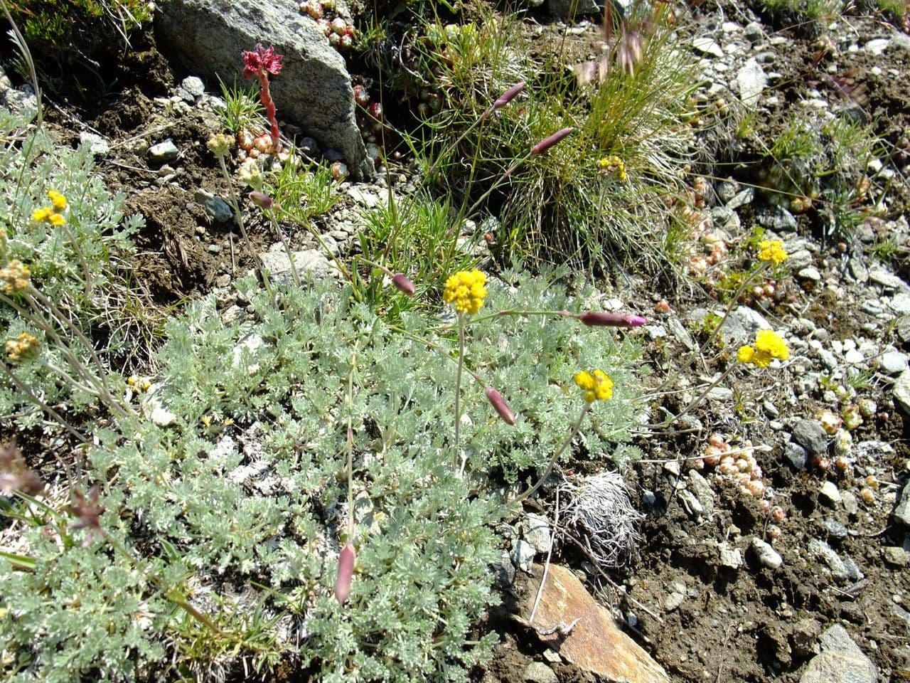 Artemisia glaciale 6