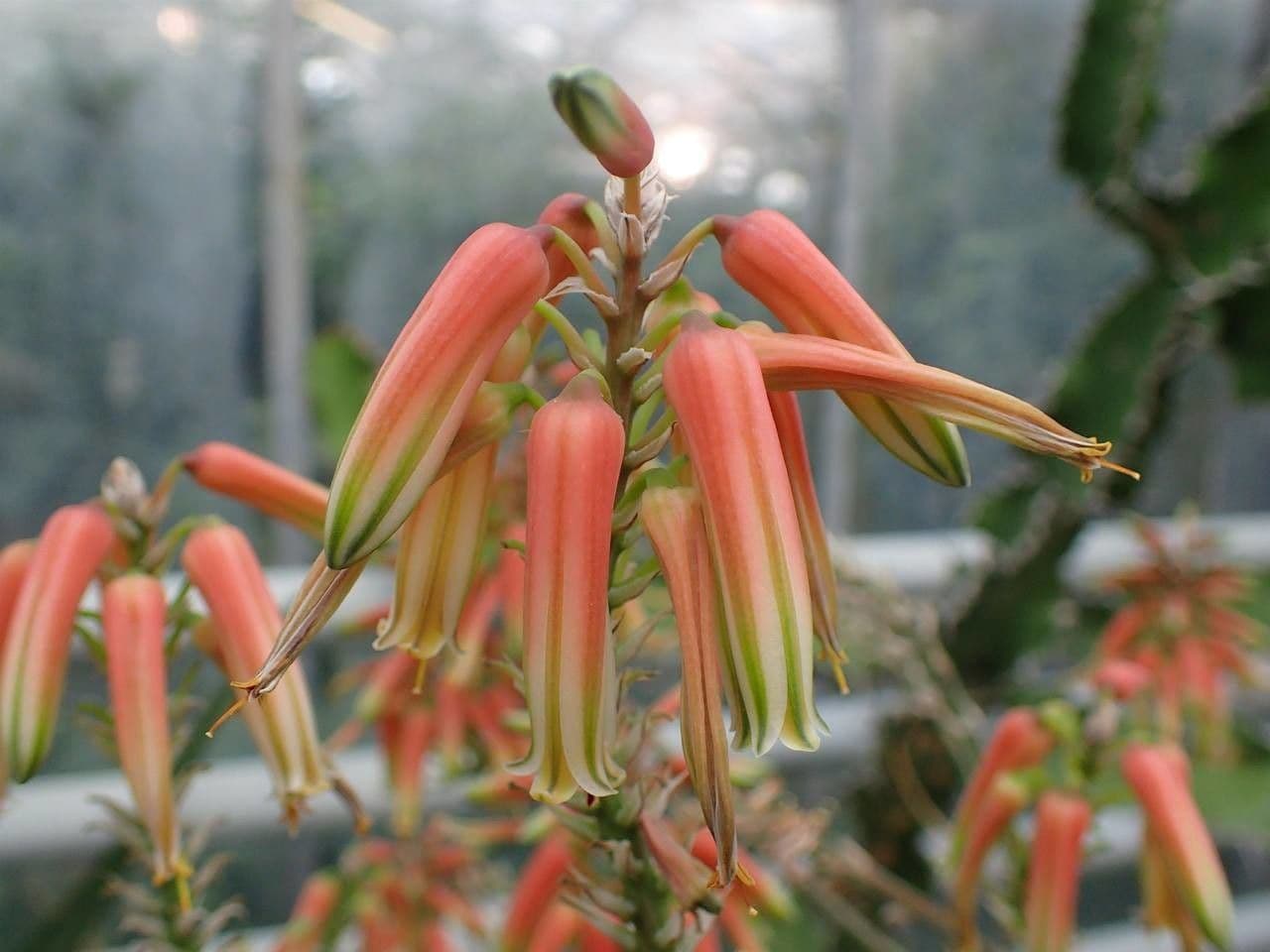 Aloe 3